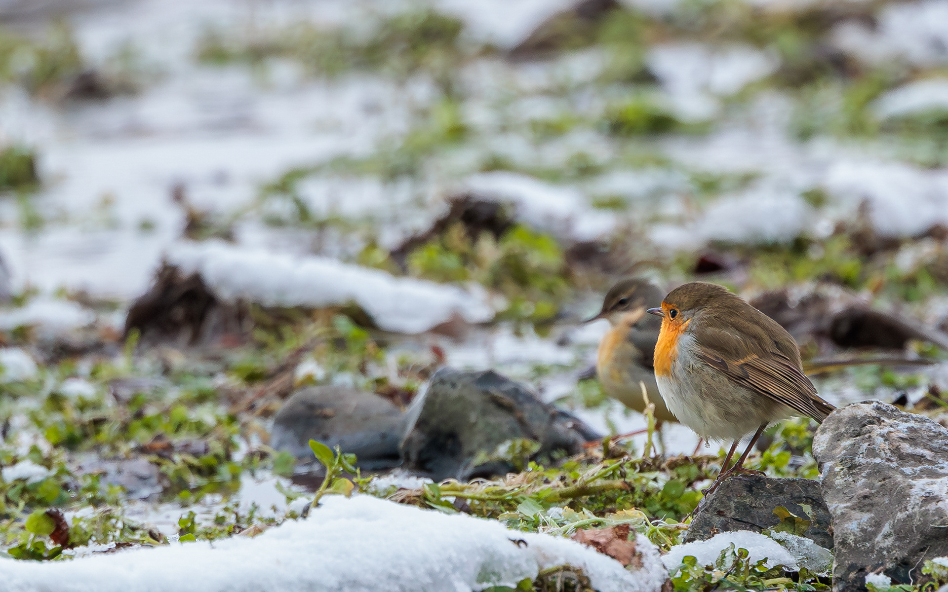 Rødhals og bjergvipstjert i Ravnkilden