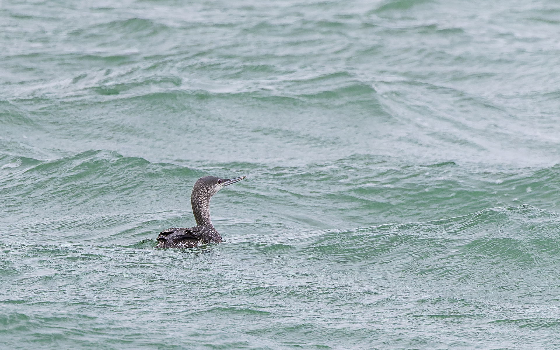 Rødstrubet lom i Hanstholm Havn