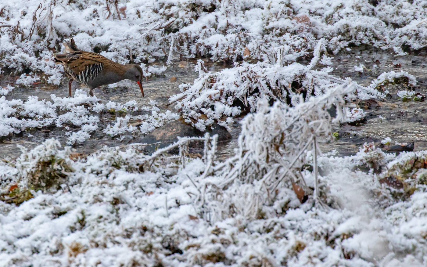 Vandrikse i Ravnkilde
