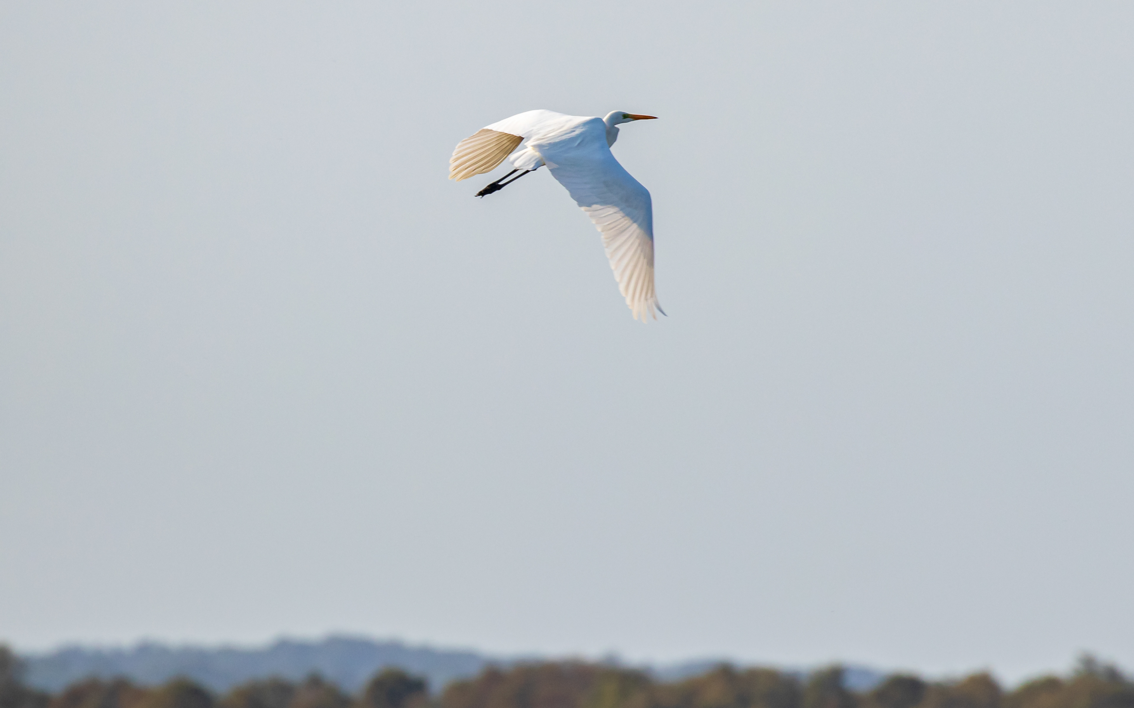 Sølvhejre i Birkesø
