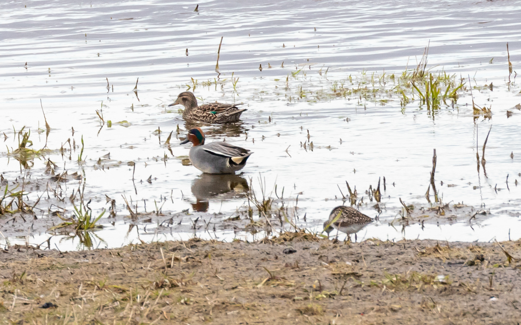 Krikænder og tinksmed