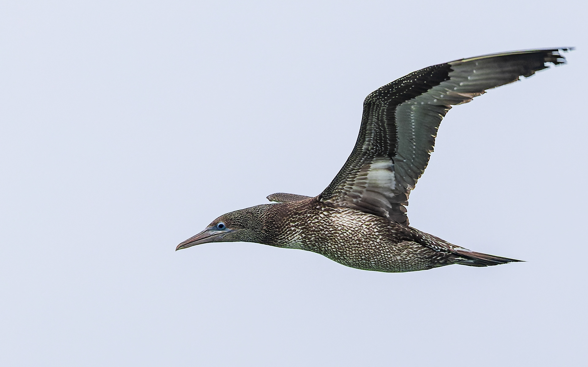 Ung sule i Hanstholm Havn