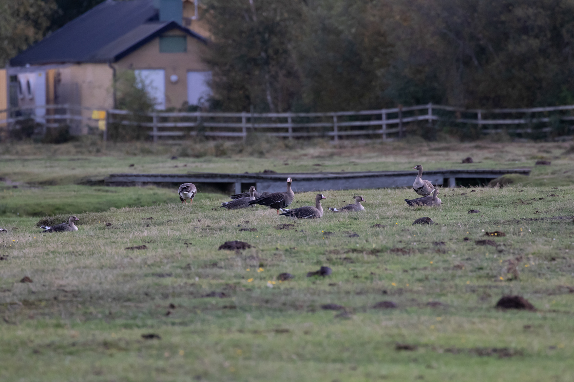 Blisgæs på Ljungen