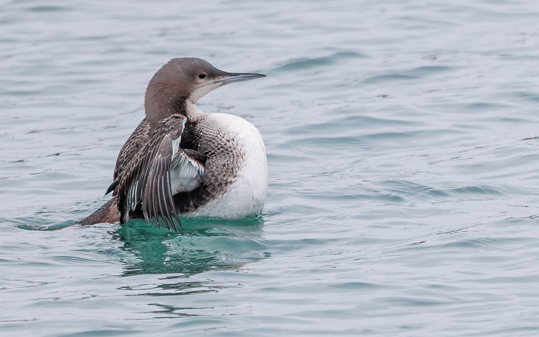 Stillehavslom i Hanstholm Havn