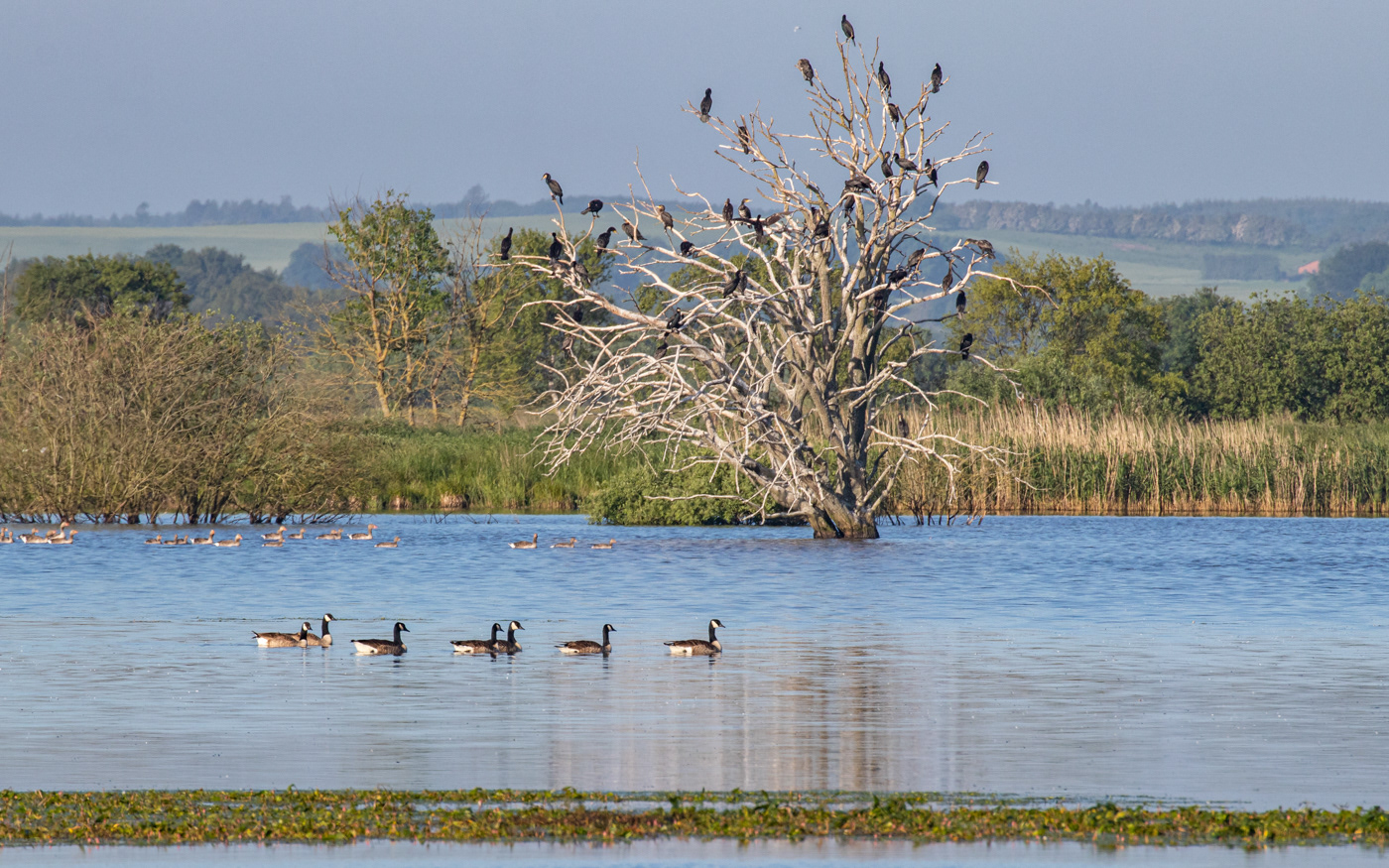 Morgenfred ved Birkesø. Canadagæs i forgrunden. Grågæs bagved og skarv i træet. Havørnen er  nok ikke stået op endnu