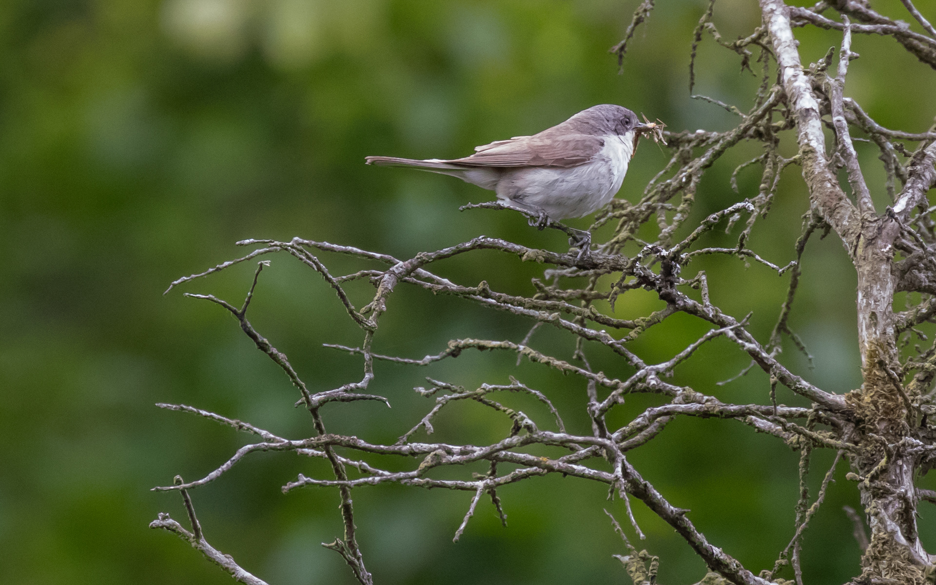 Gærdesanger. Rebild Bakker