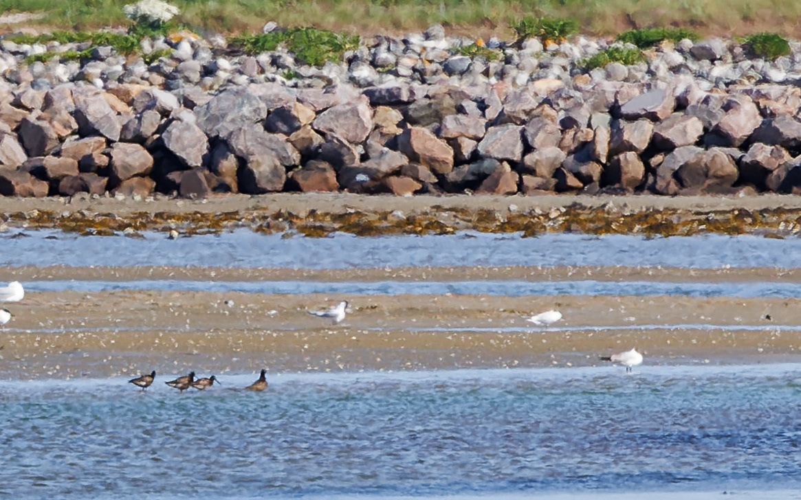 Sortklirer. Øst for færgehavn i Ebeltoft