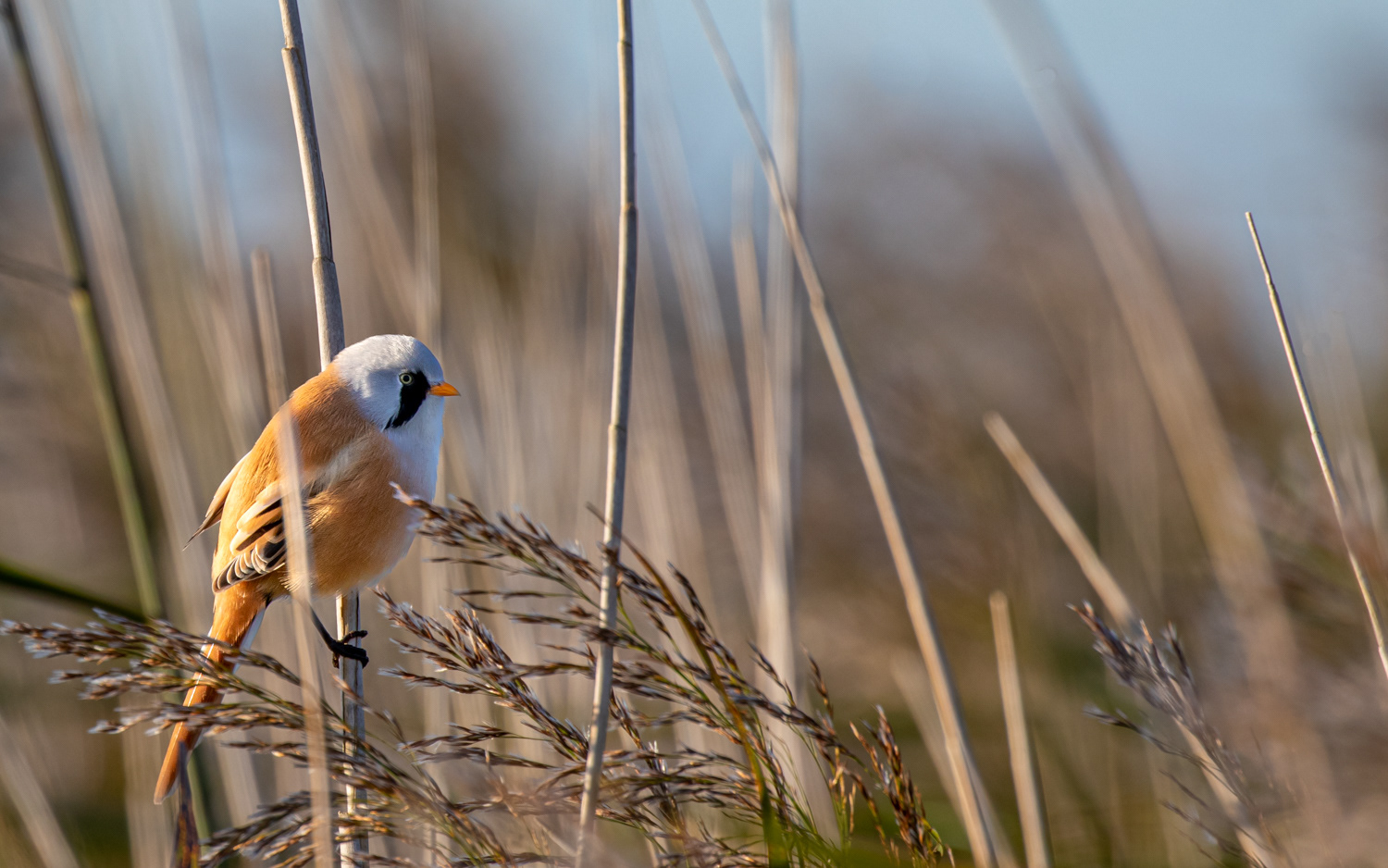Skægmejse - Lund Fjord, Vejlerne
