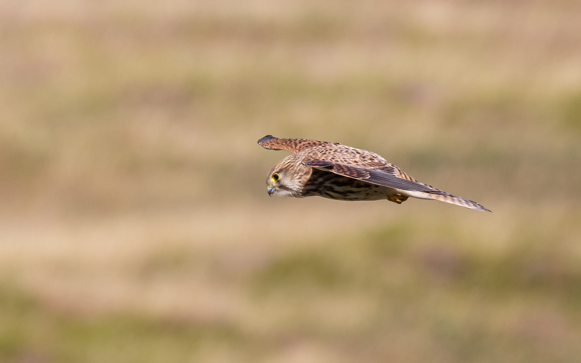 Tårnfalk hænger i luften over skrænten ved Sårup