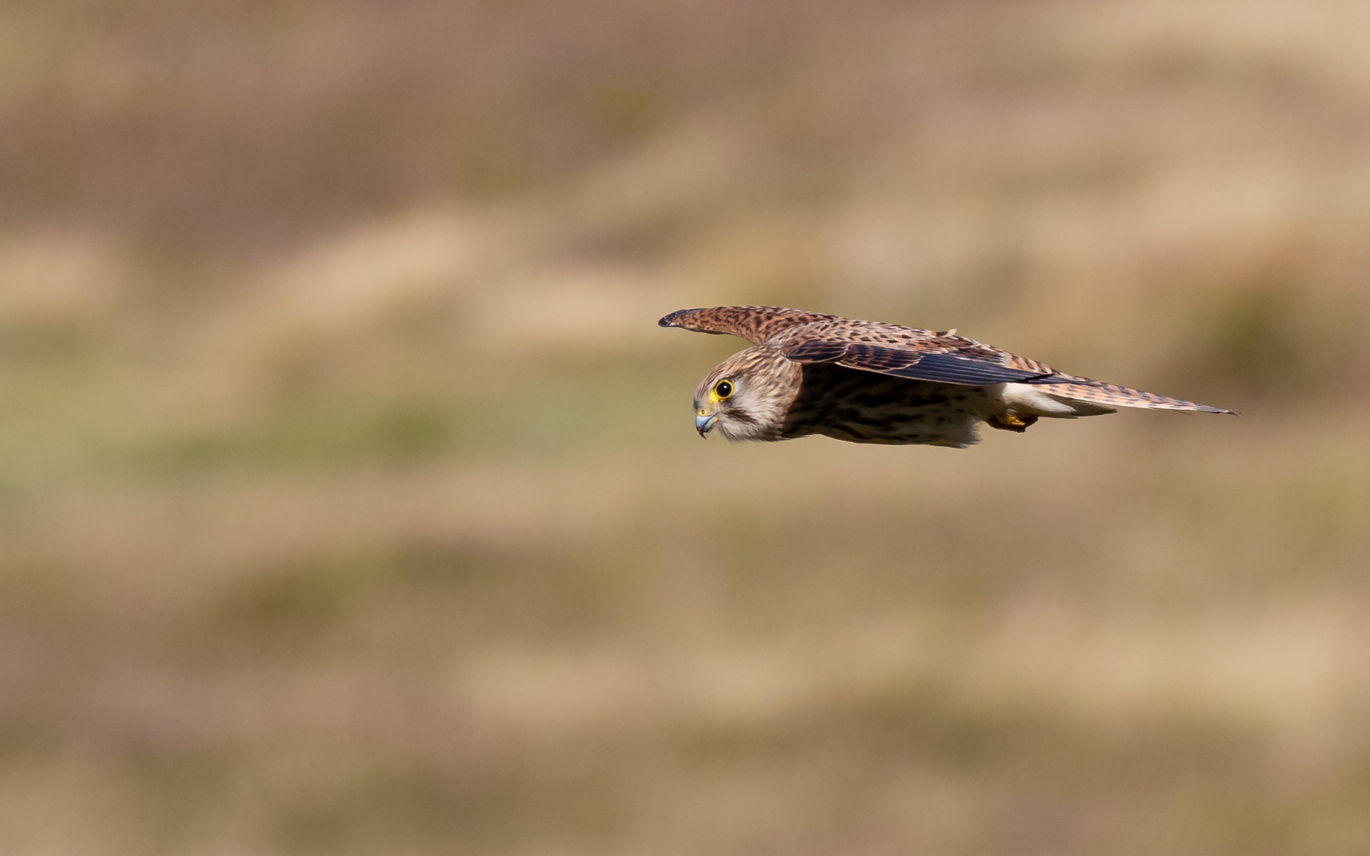 Tårnfalk hænger i luften over skrænten ved Sårup