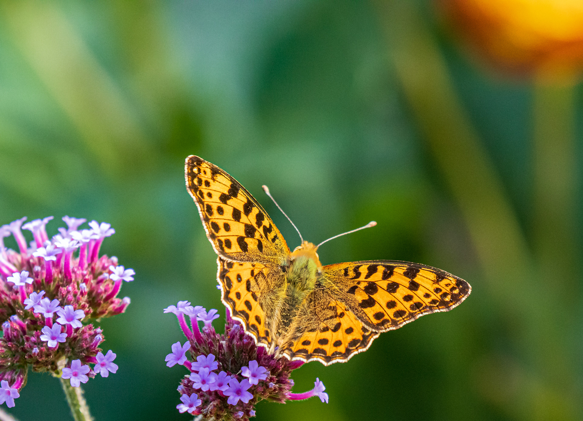 Storplettet perlemorsommerfugl