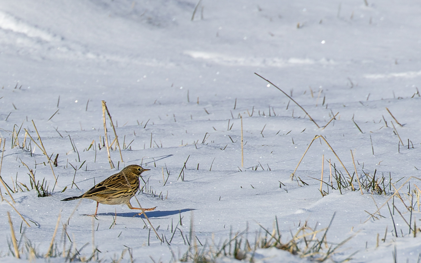 Engpiber i sneen, Lille Vildmose