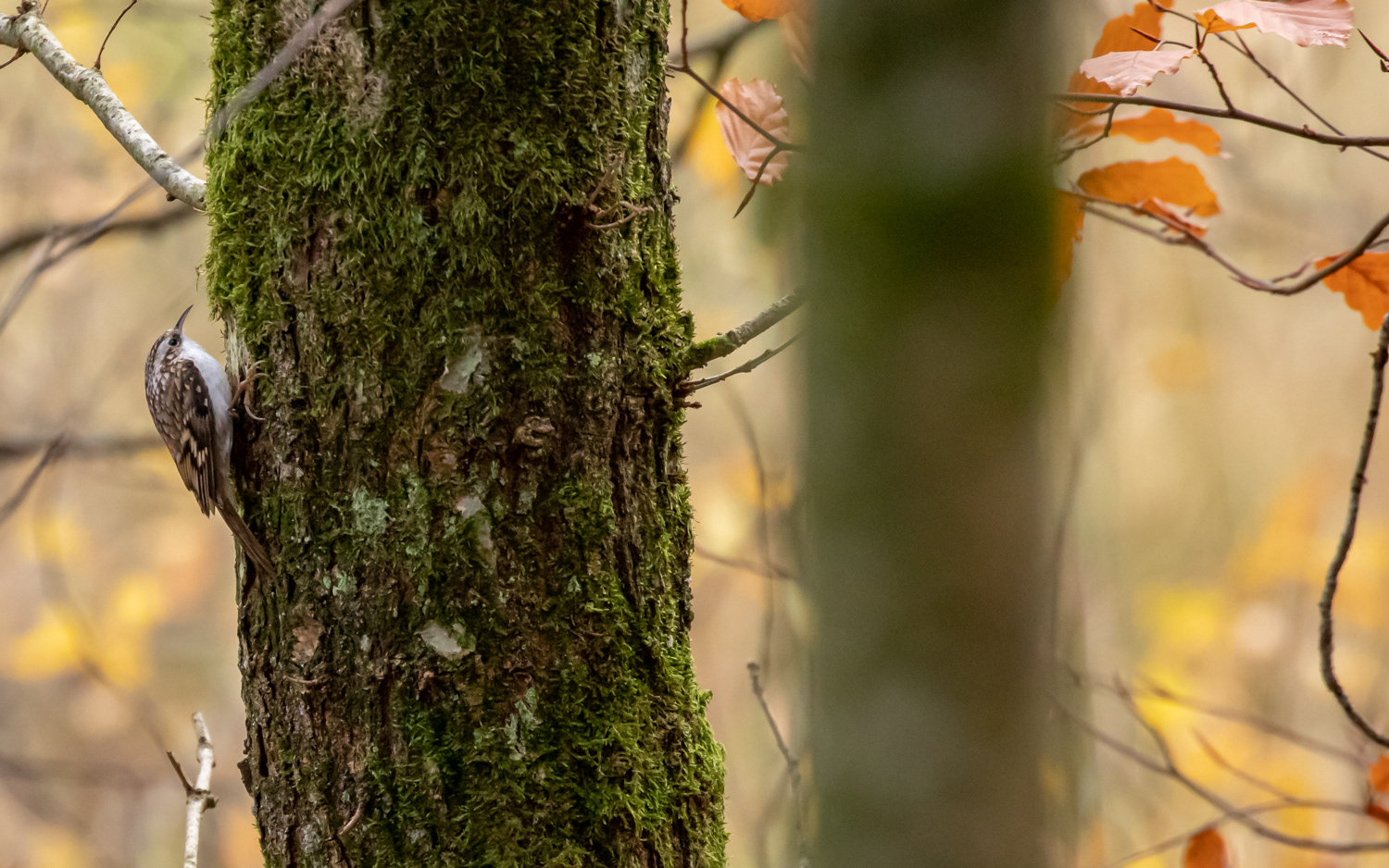 Træløber - Gravlev Ådal