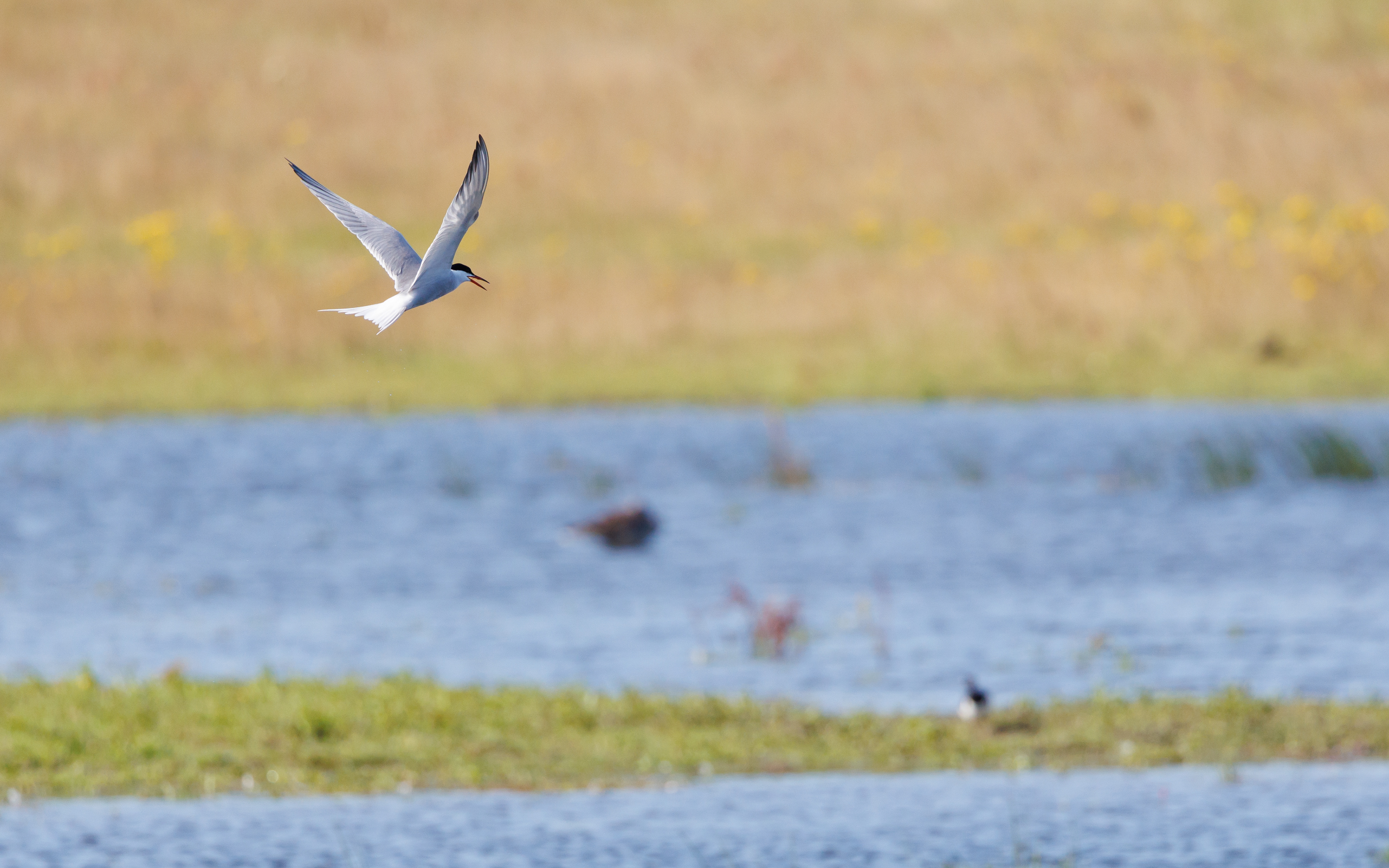 Fjordterne. Juelstrup Sø