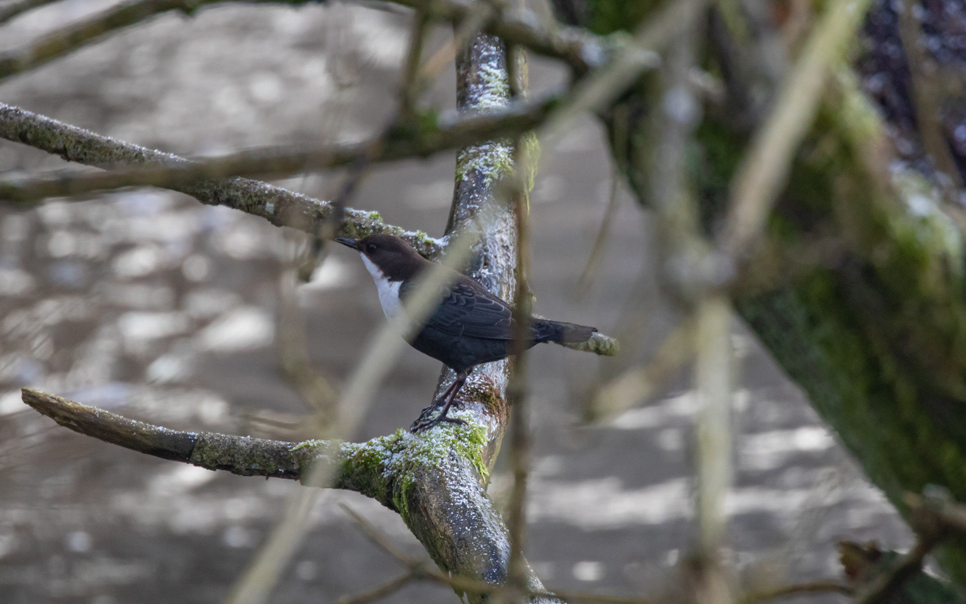 Vandstær ved Skillingbro