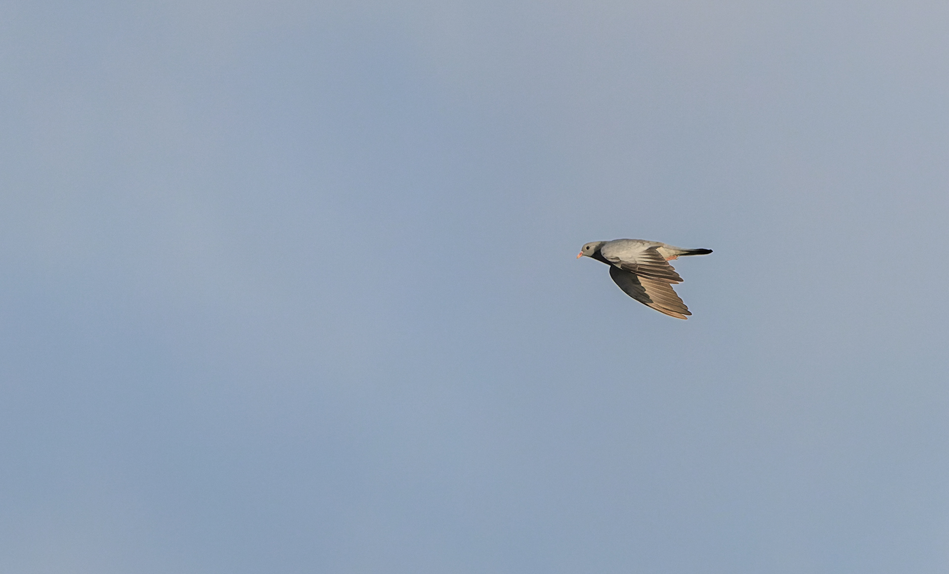 Huldue mutters alene mod Øresund