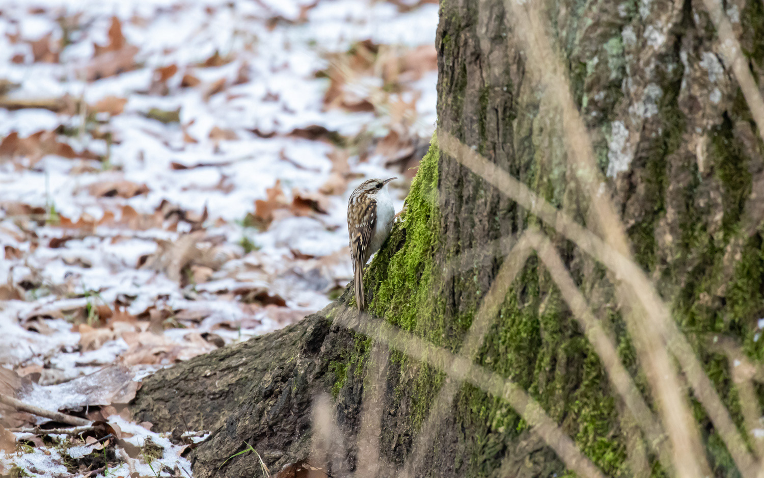 Træløber. Rebild Bakker 15.1.2021