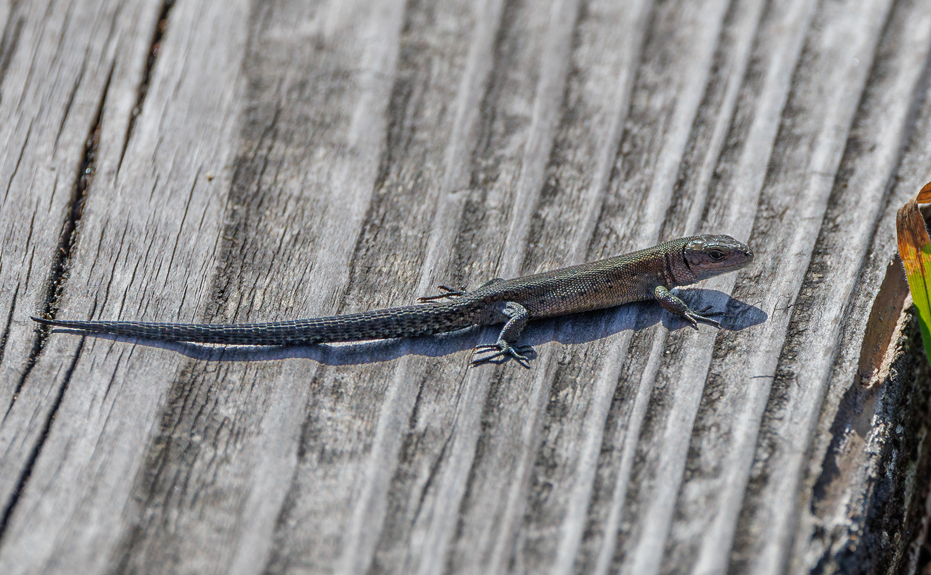 Skovfirben. Portlandsmosen. Lille Vildmose