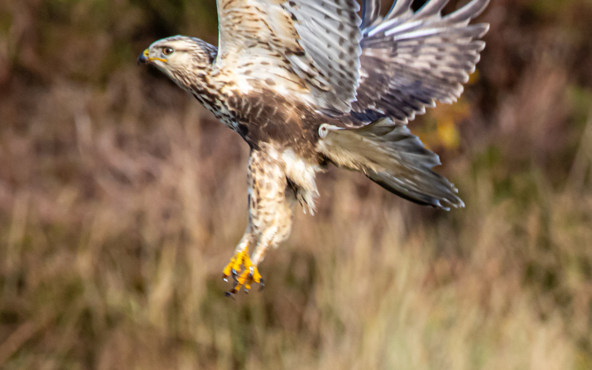 Bemærk behåringen af tarserne