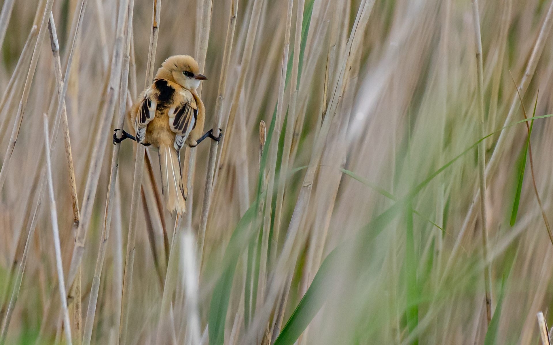 Juvenil skægmejse ved Lund Fjord