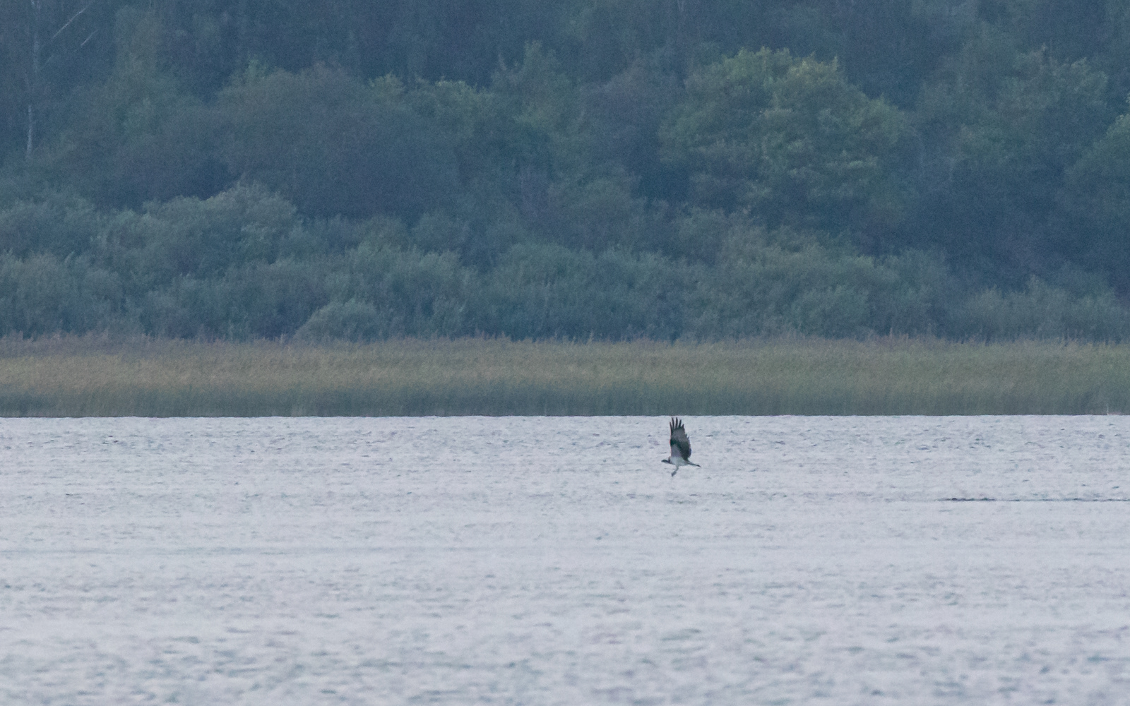 Fiskeørn slår ned i Krankesjön. Skåne