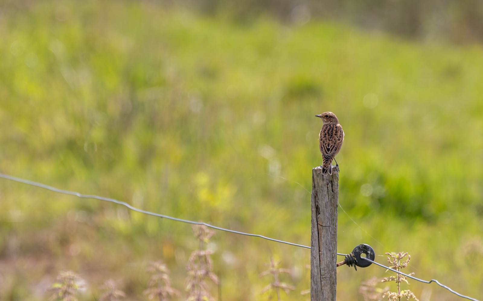 Bynkefugl i Gravlev Ådal