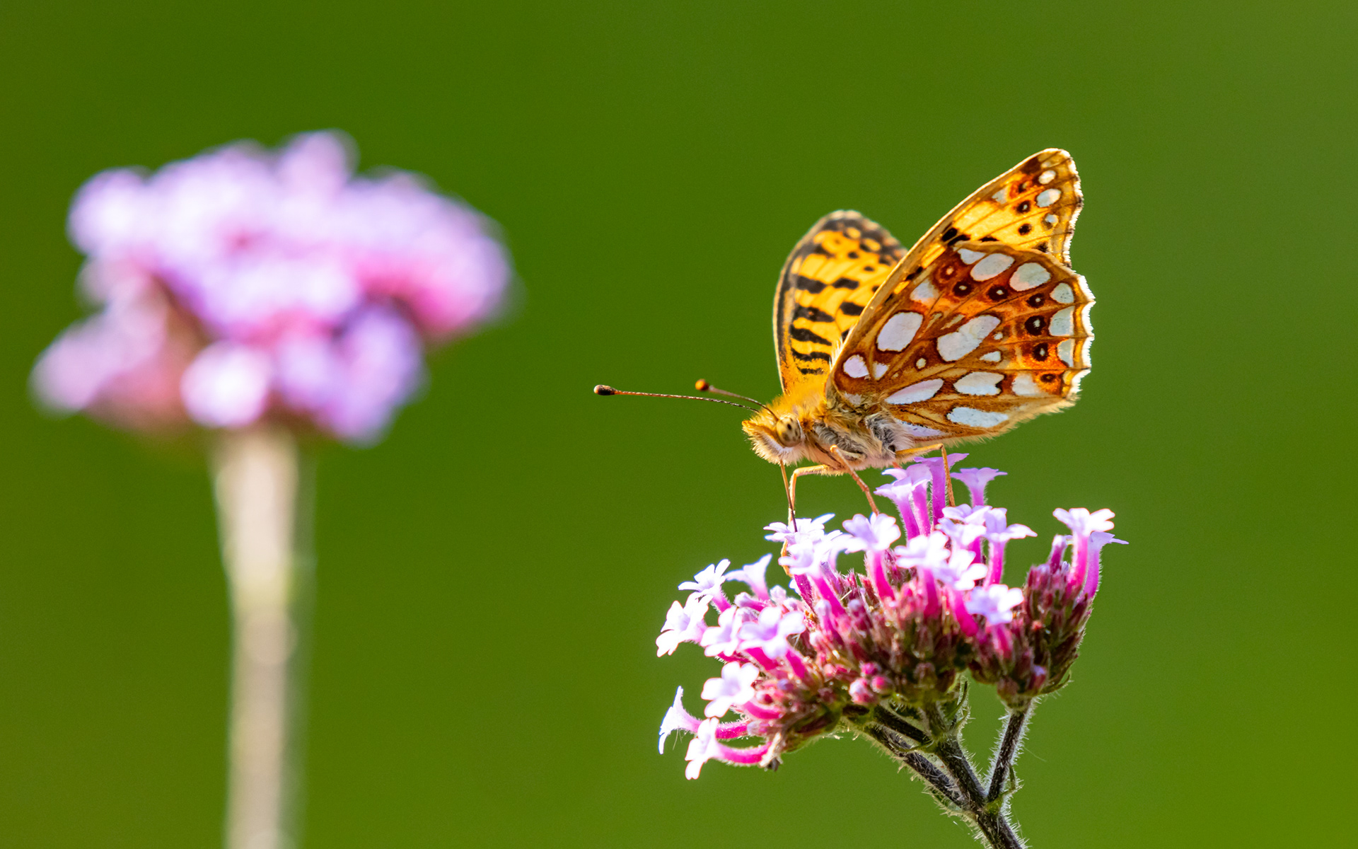 Storplettet perlemorsommerfugl