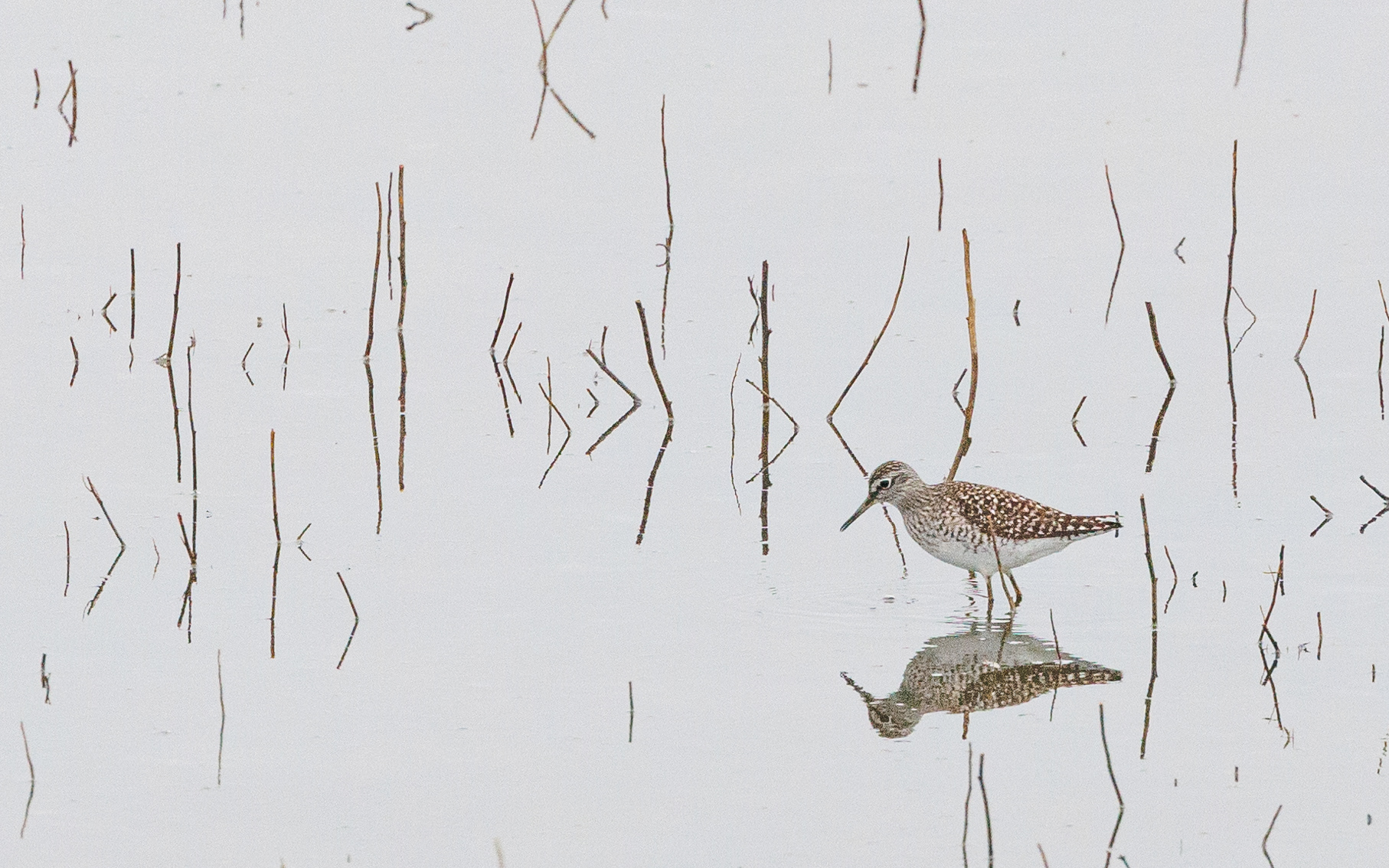 Tinksmed - Ulvedybet