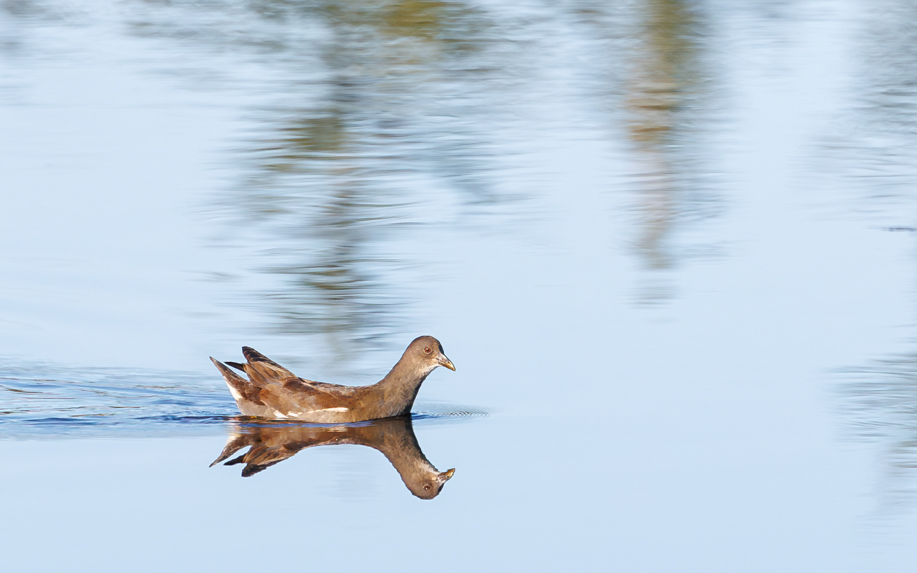 Grønbenet rørhøne i Juelstrup Sø (ungfugl)