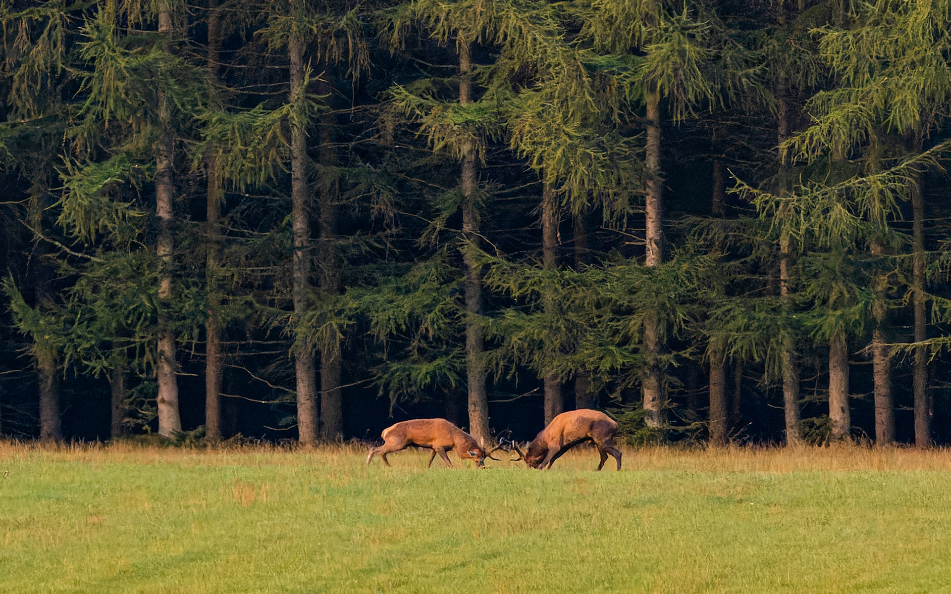 .... så er der kamp
