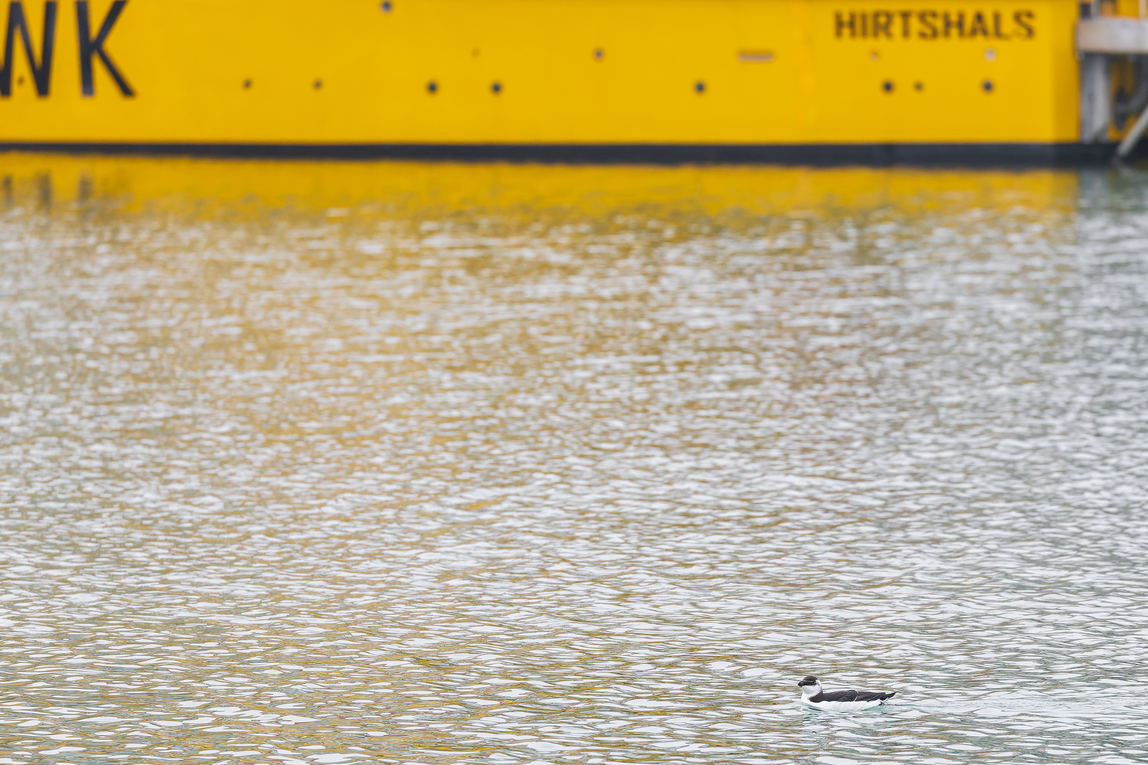 Alk i Hirtshals Havn