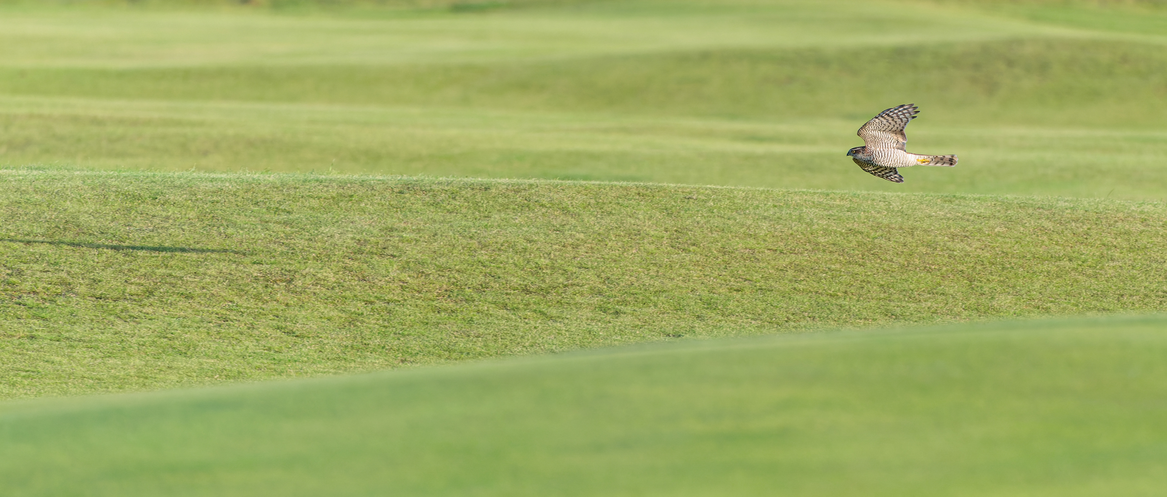 Spurvehøg over Falsterbos Golfbane