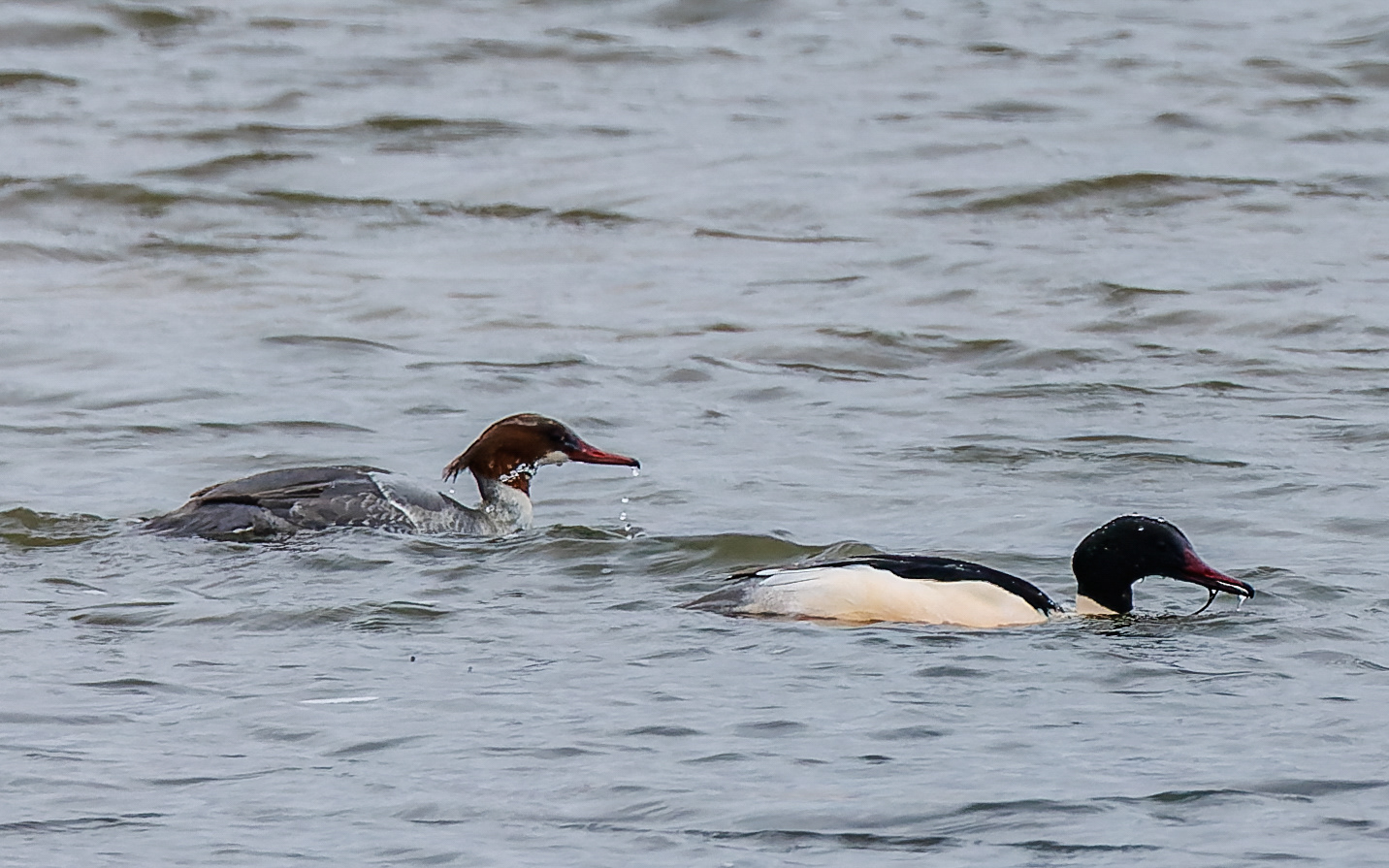 Stor skallesluger - Limfjorden ved Gøl/Ulvedybet