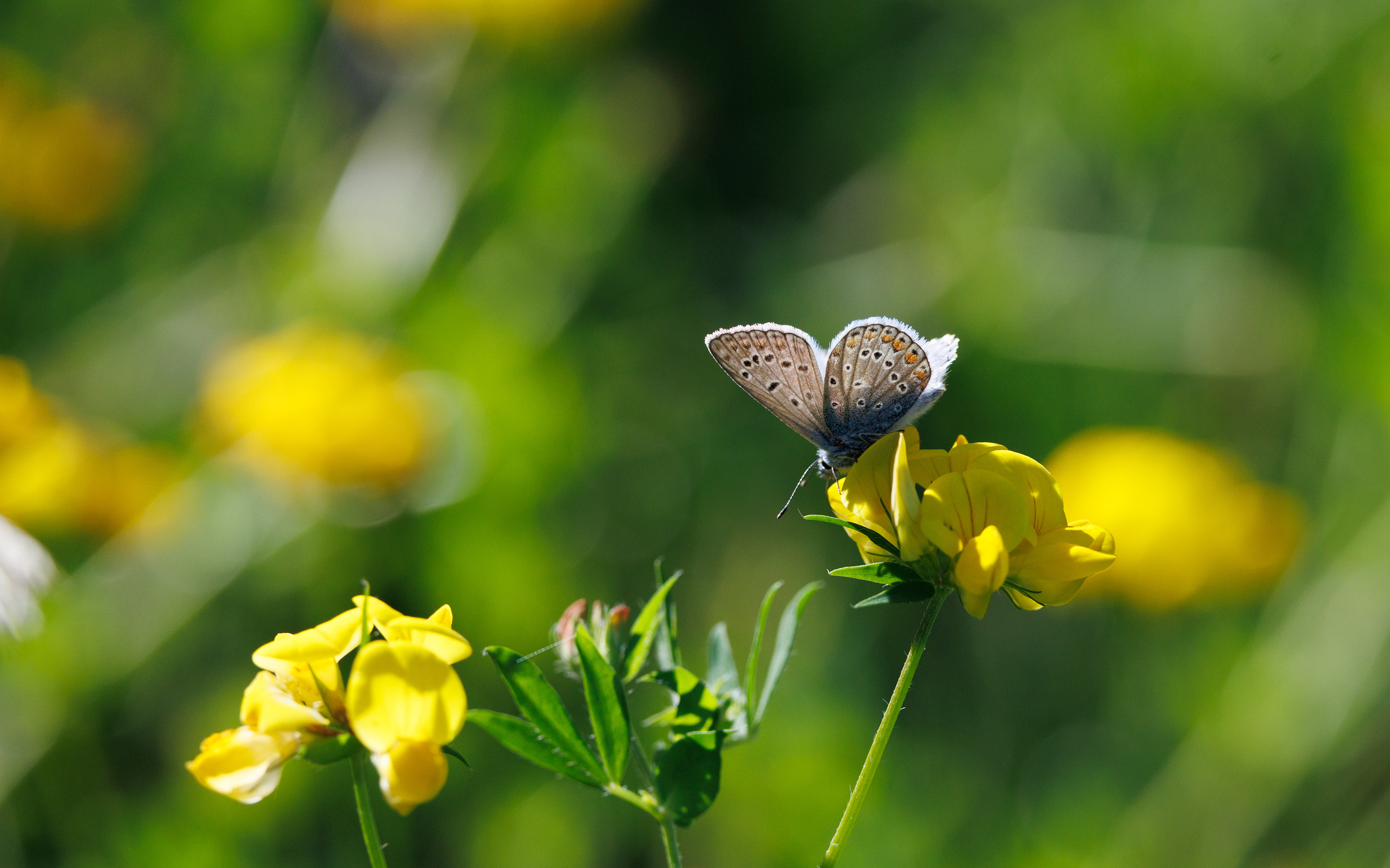 Almindelig blåfugl i "Vild med vilje". I haven