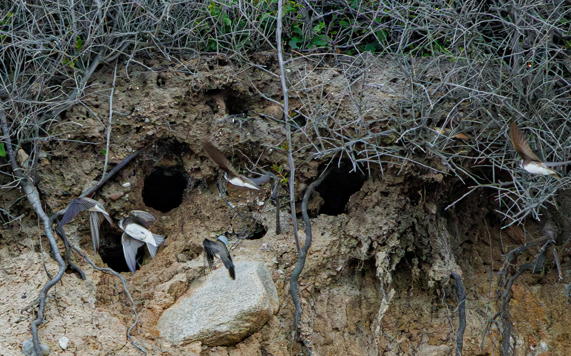 Travle digesvaler. Kystskrænt ved Blushøj