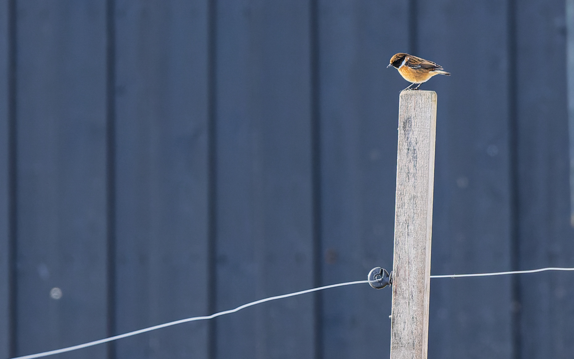 Sortstrubet bynkefugl i Gravlev by