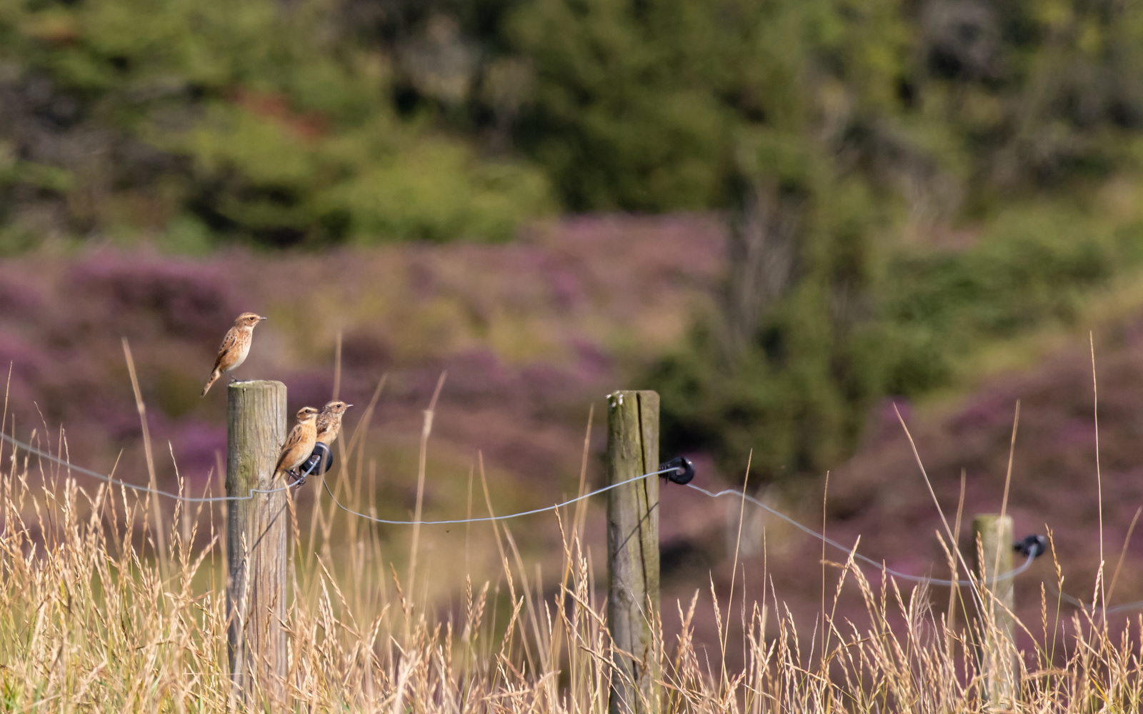 Bynkefugle i Gravlev Ådal