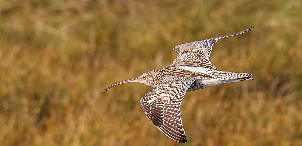 Storspove over Flommen/Øresund