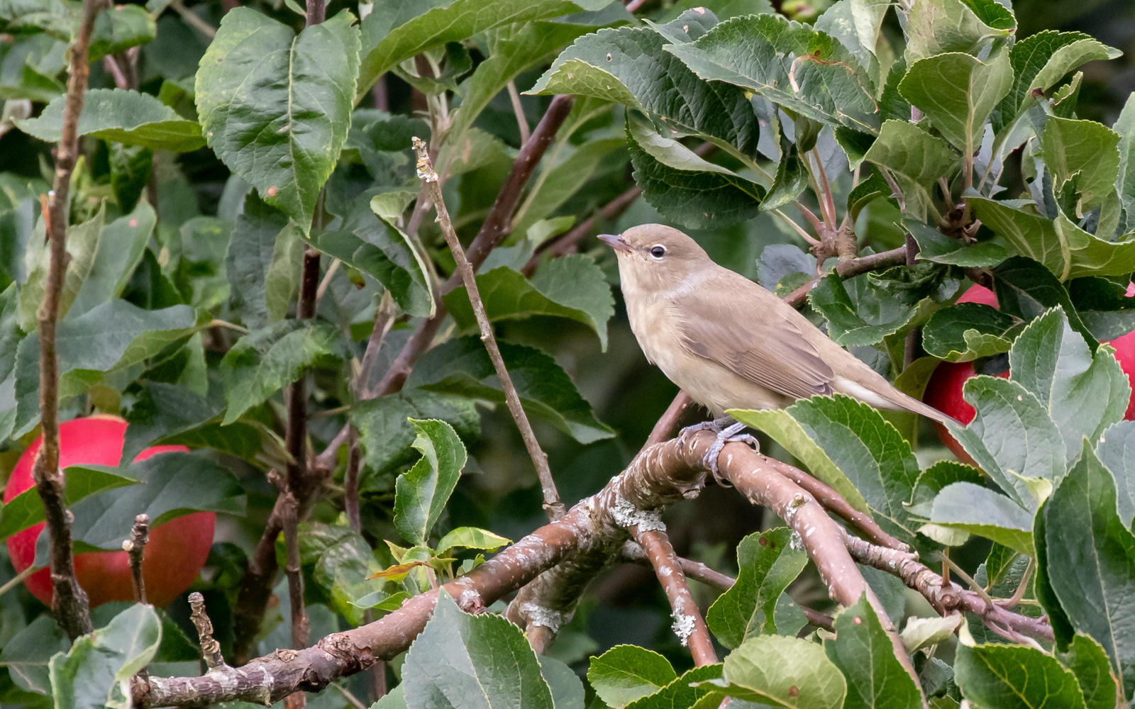 Havesanger hjemme i haven