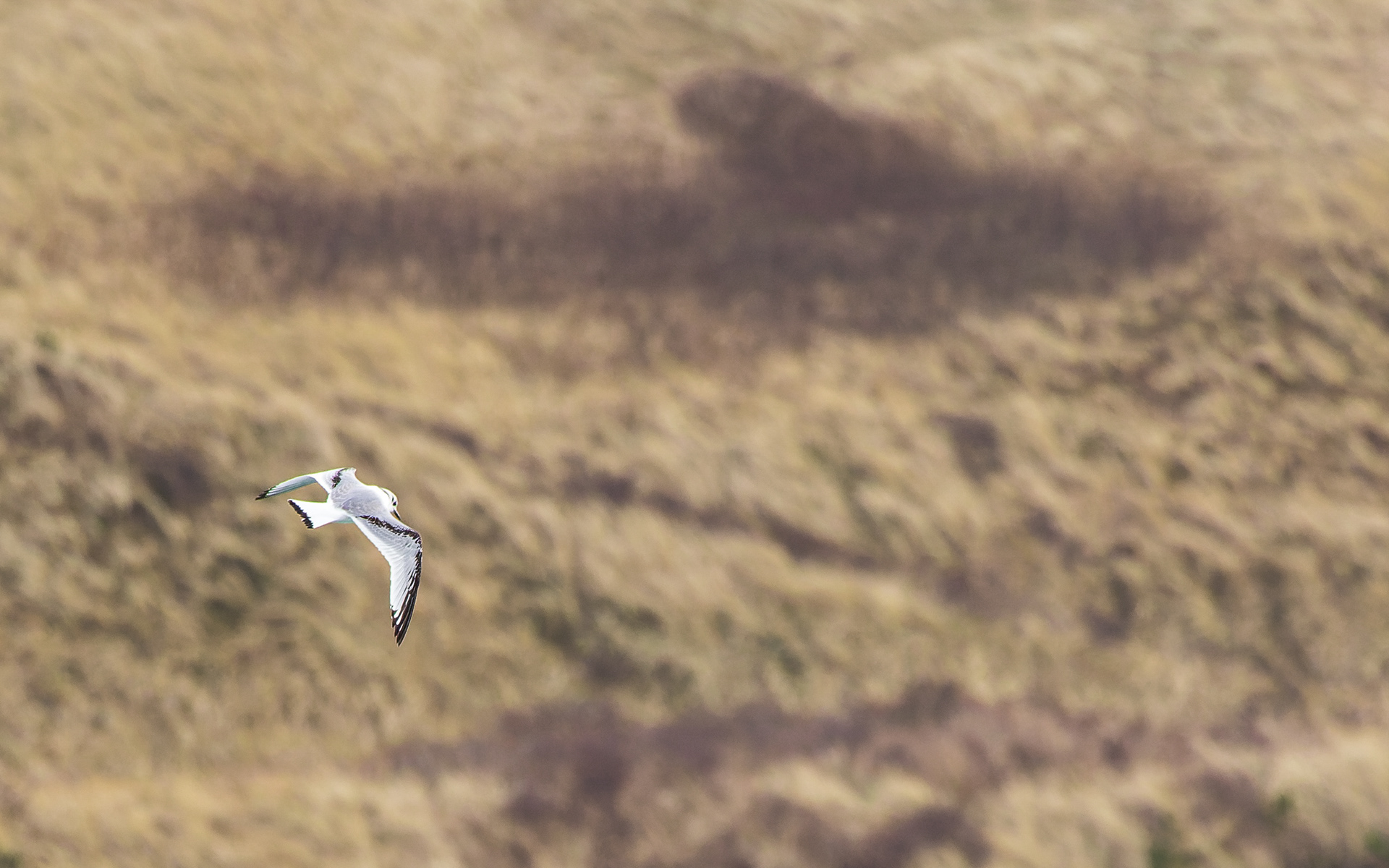 Ride i Hanstholm Havn