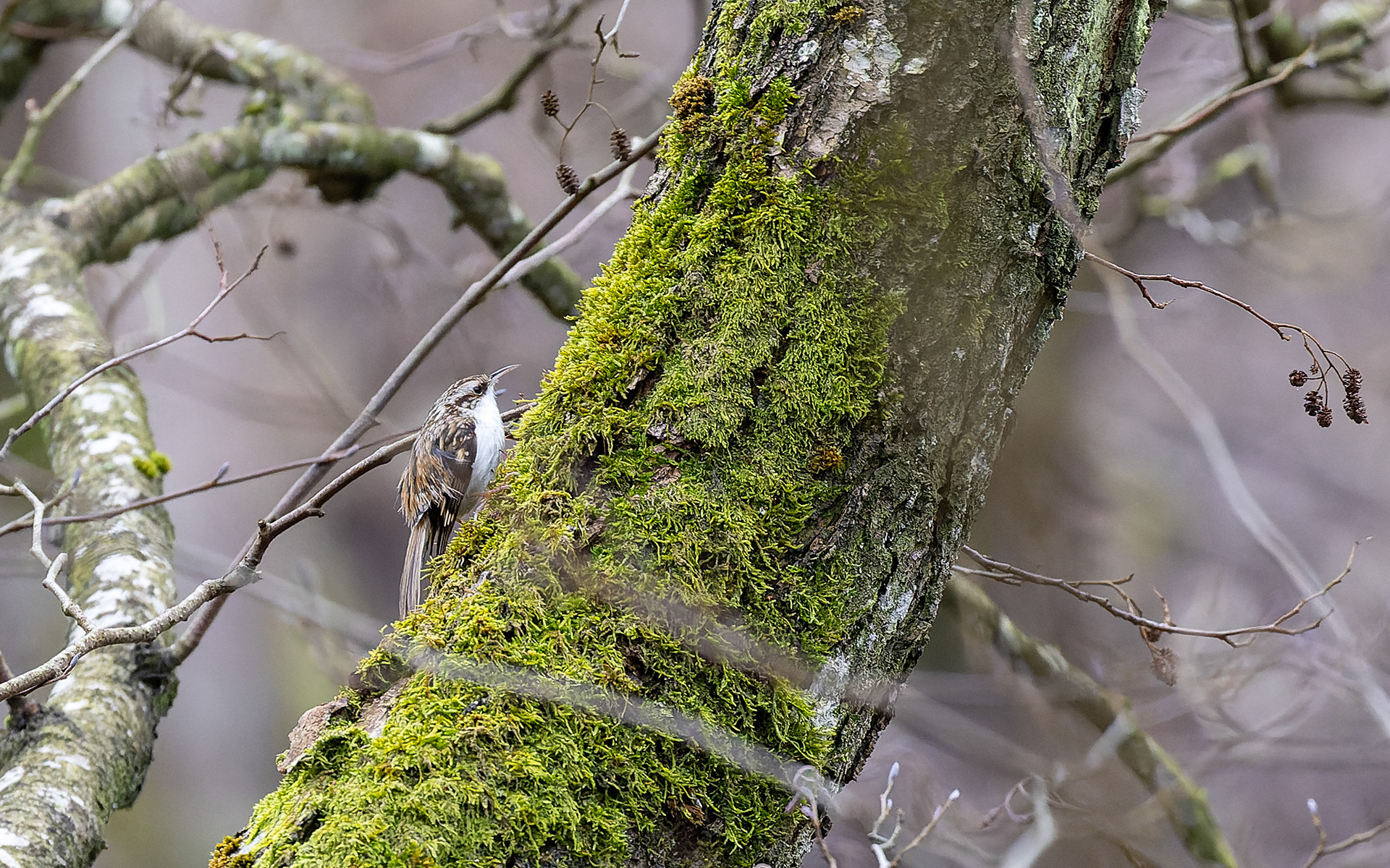 Træløber - Leifs have (Skillingbro)