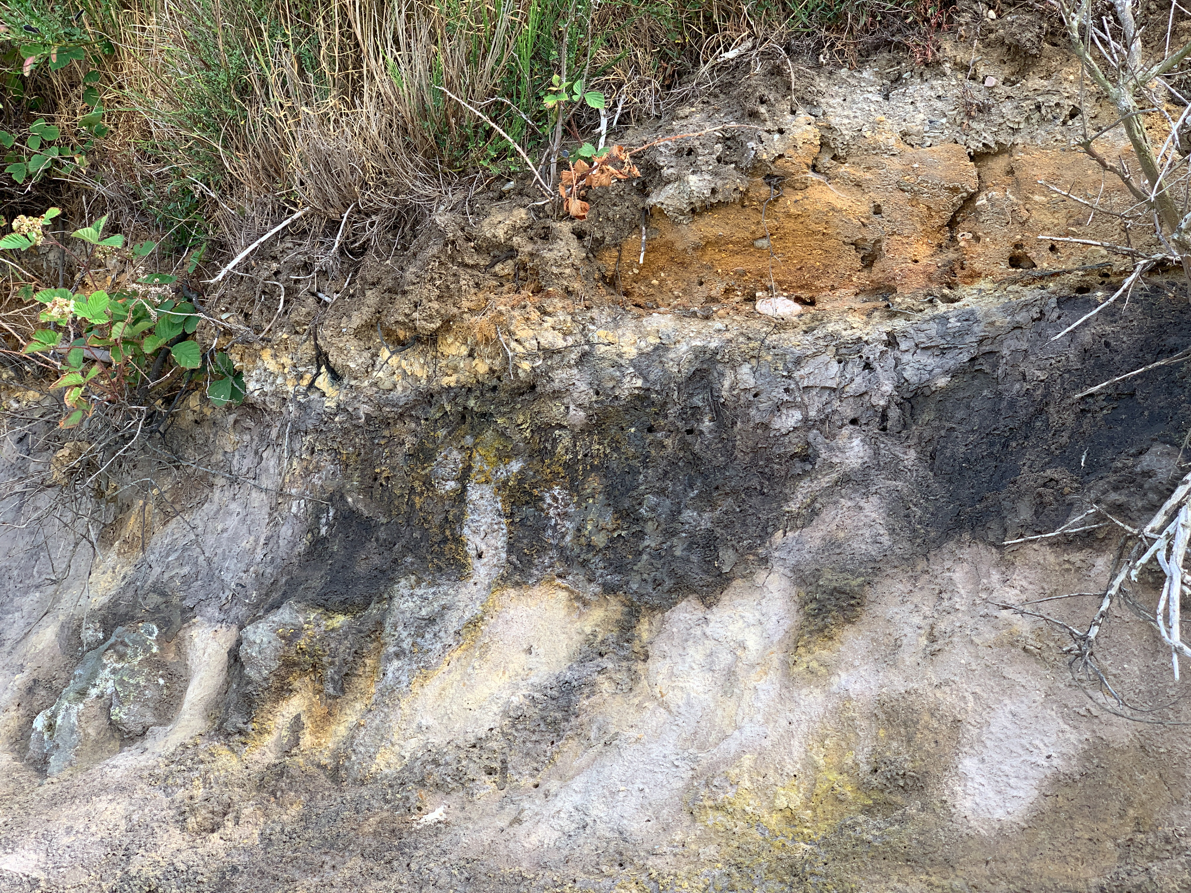 Indtørret mudder fra jura og tidlig kridt. Bornholm. Dengang var den ikke en ø.
