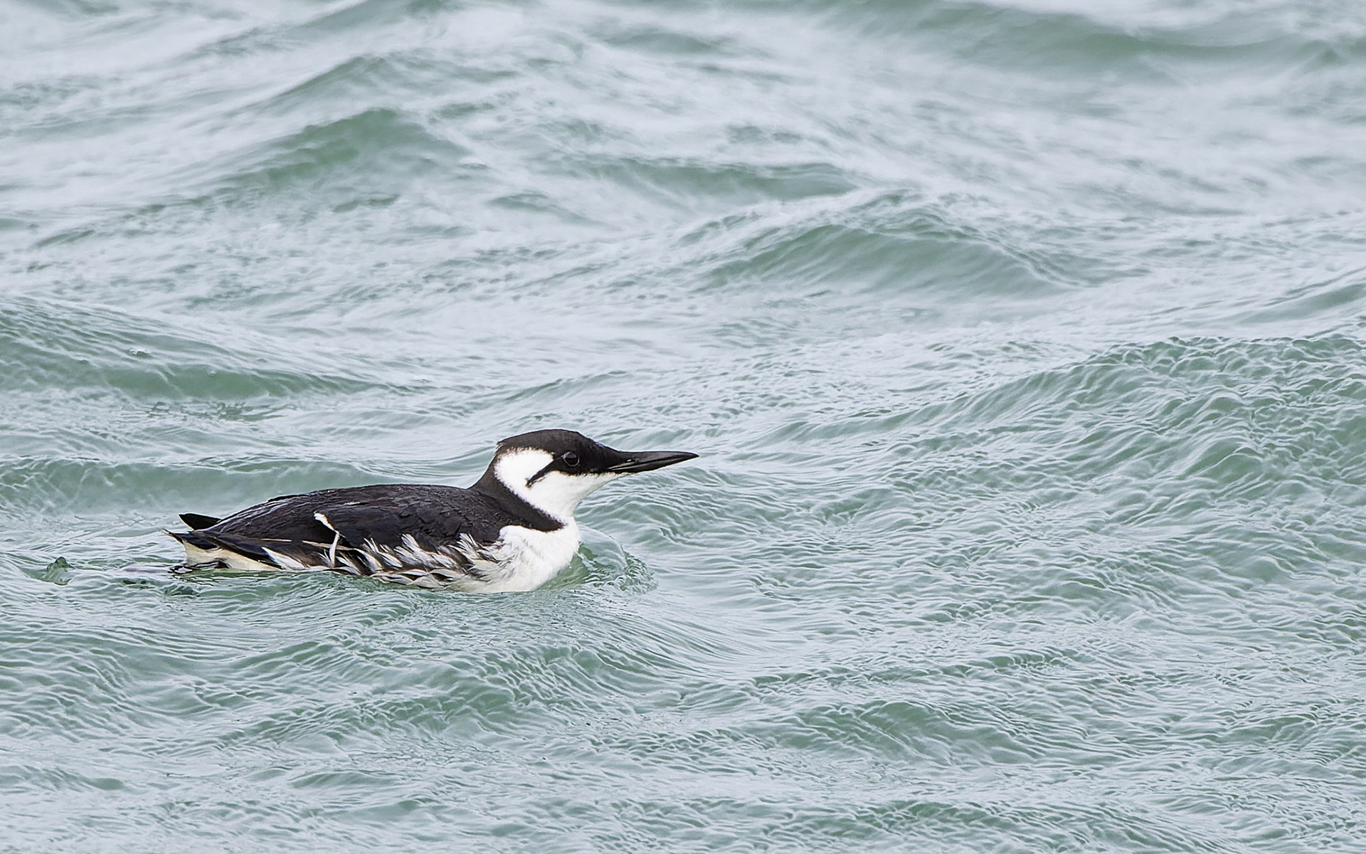 Lomvie i Hanstholm Havn