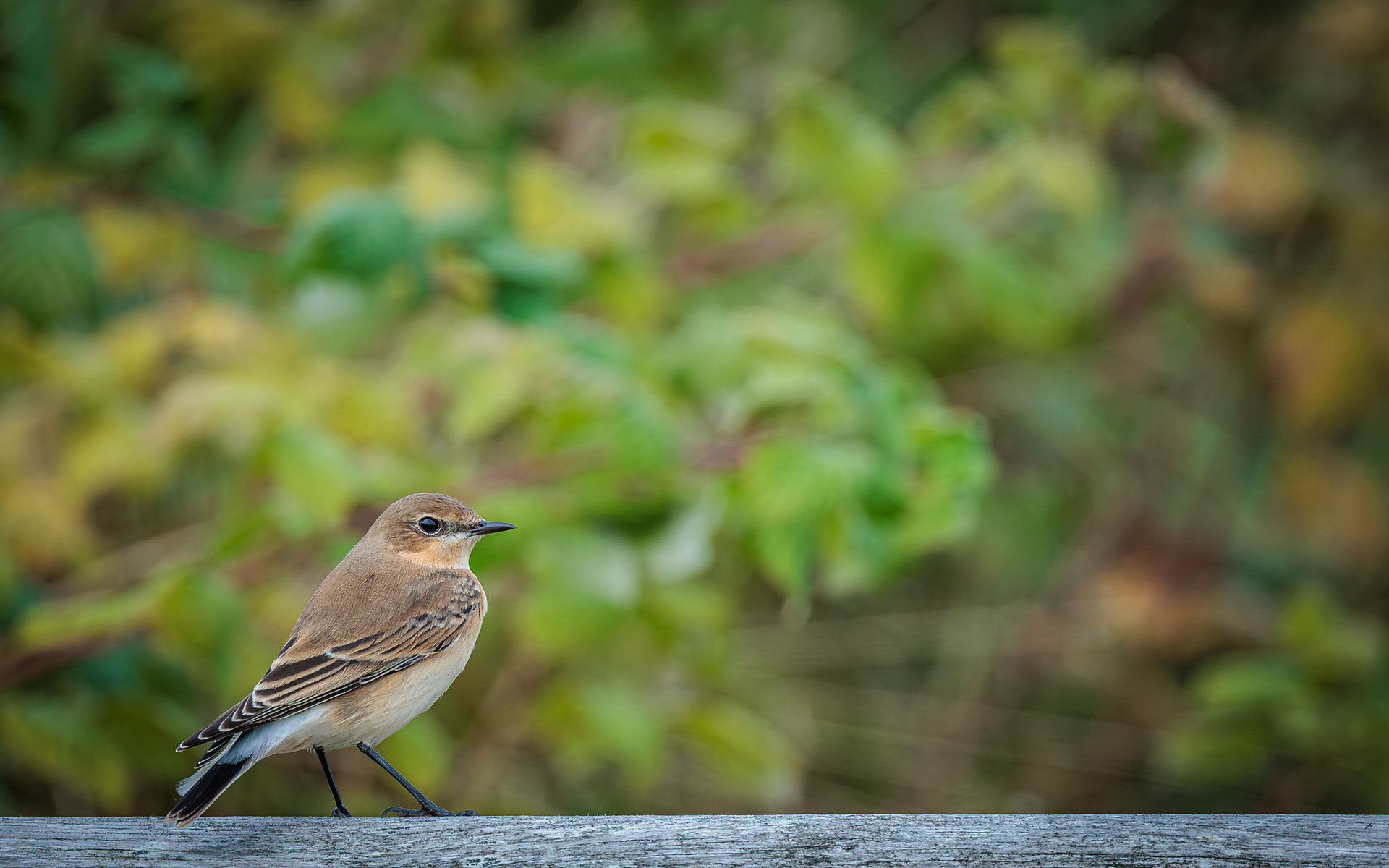 Stenpikker i Store Vildmose (ved Aage V. Jensen-tårnet)