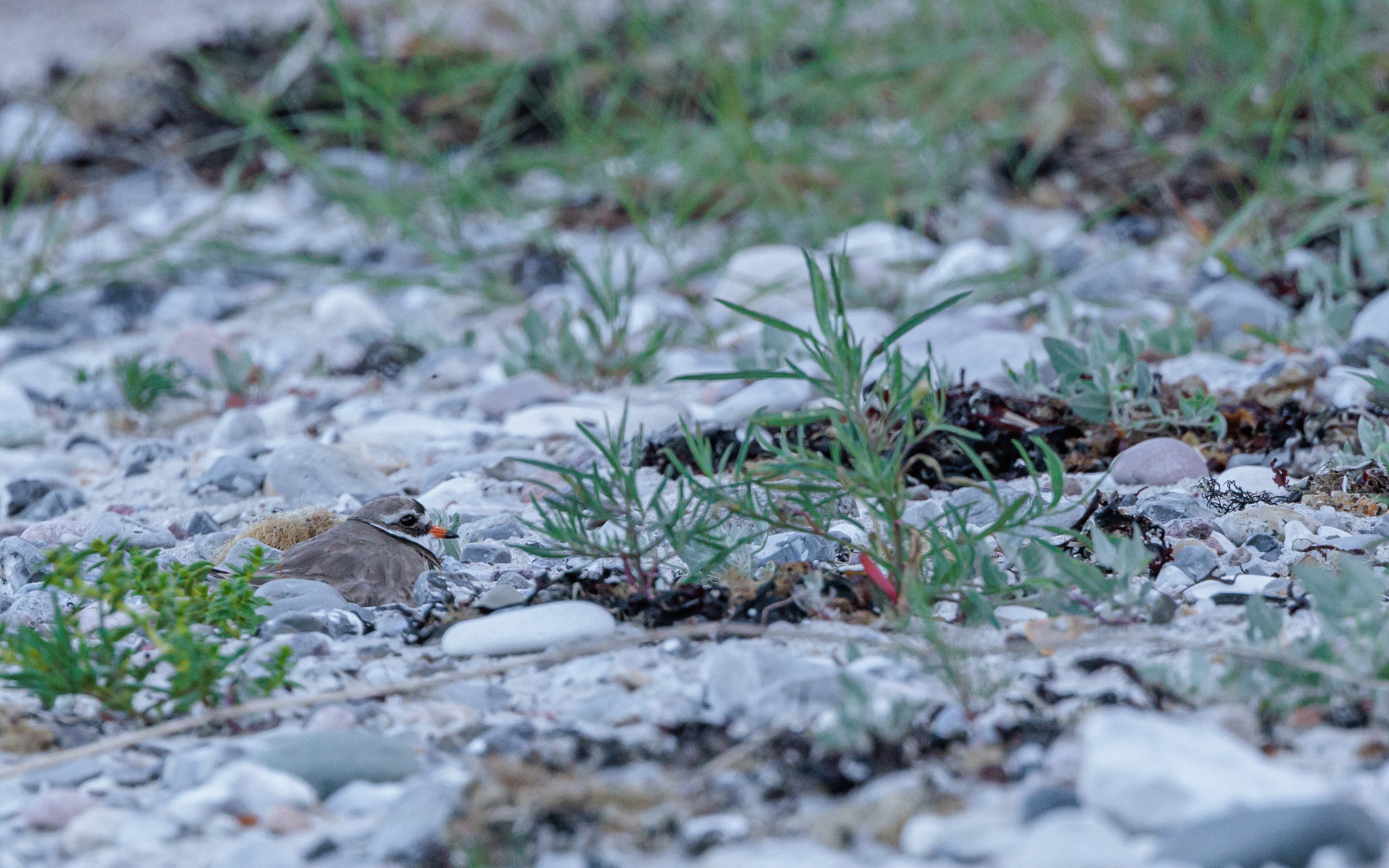 Stor præstekrave på rede. Stranden ved Blushøj