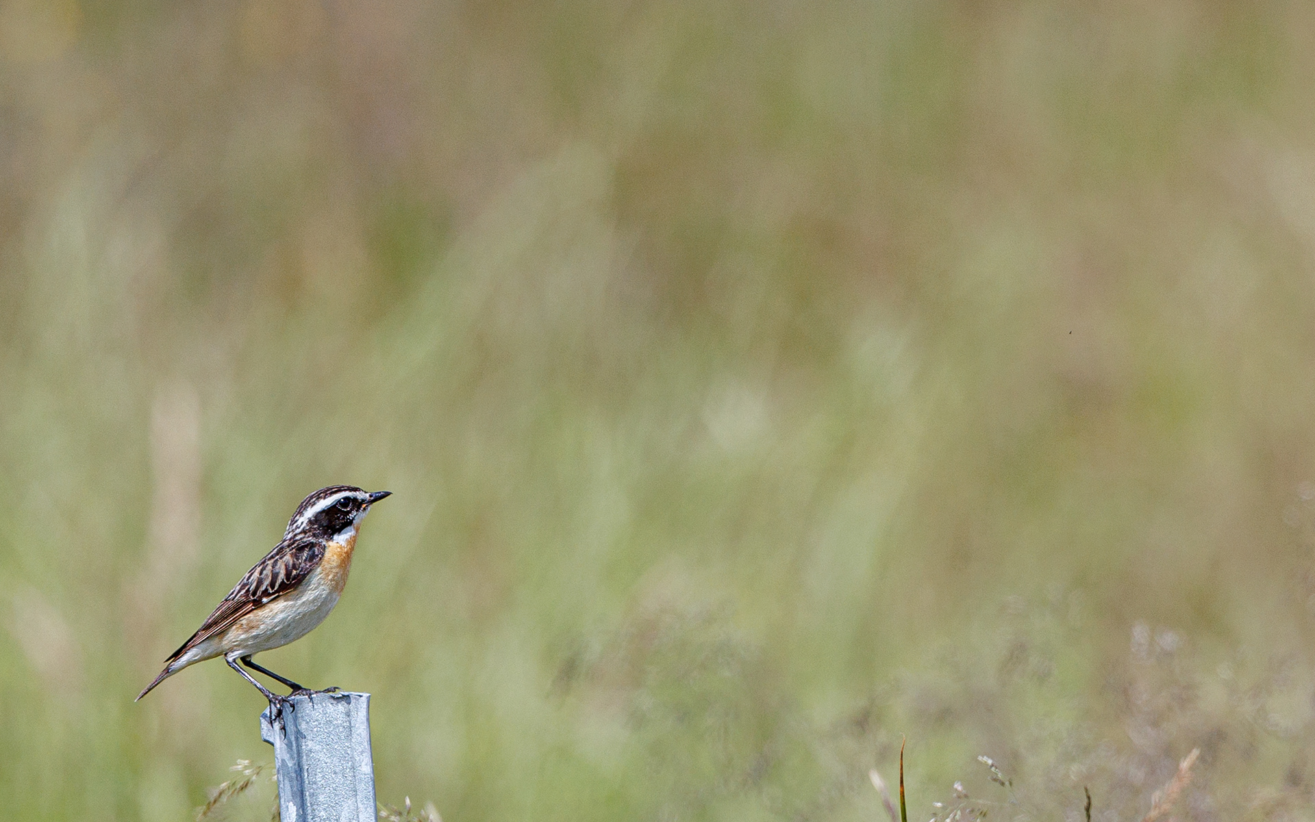 Bynkefugl. Gravlev Ådal