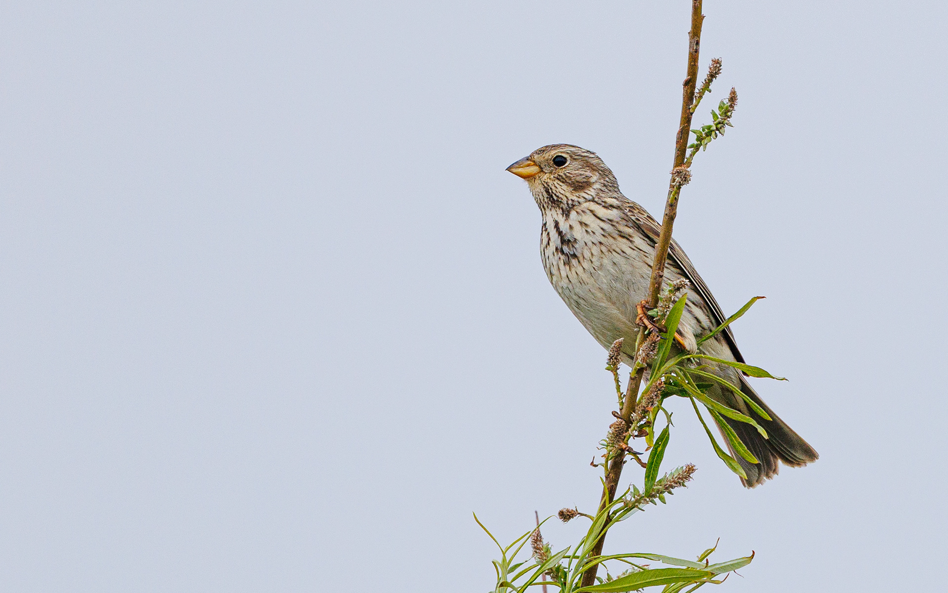 Bomlærke - Øland Vejle