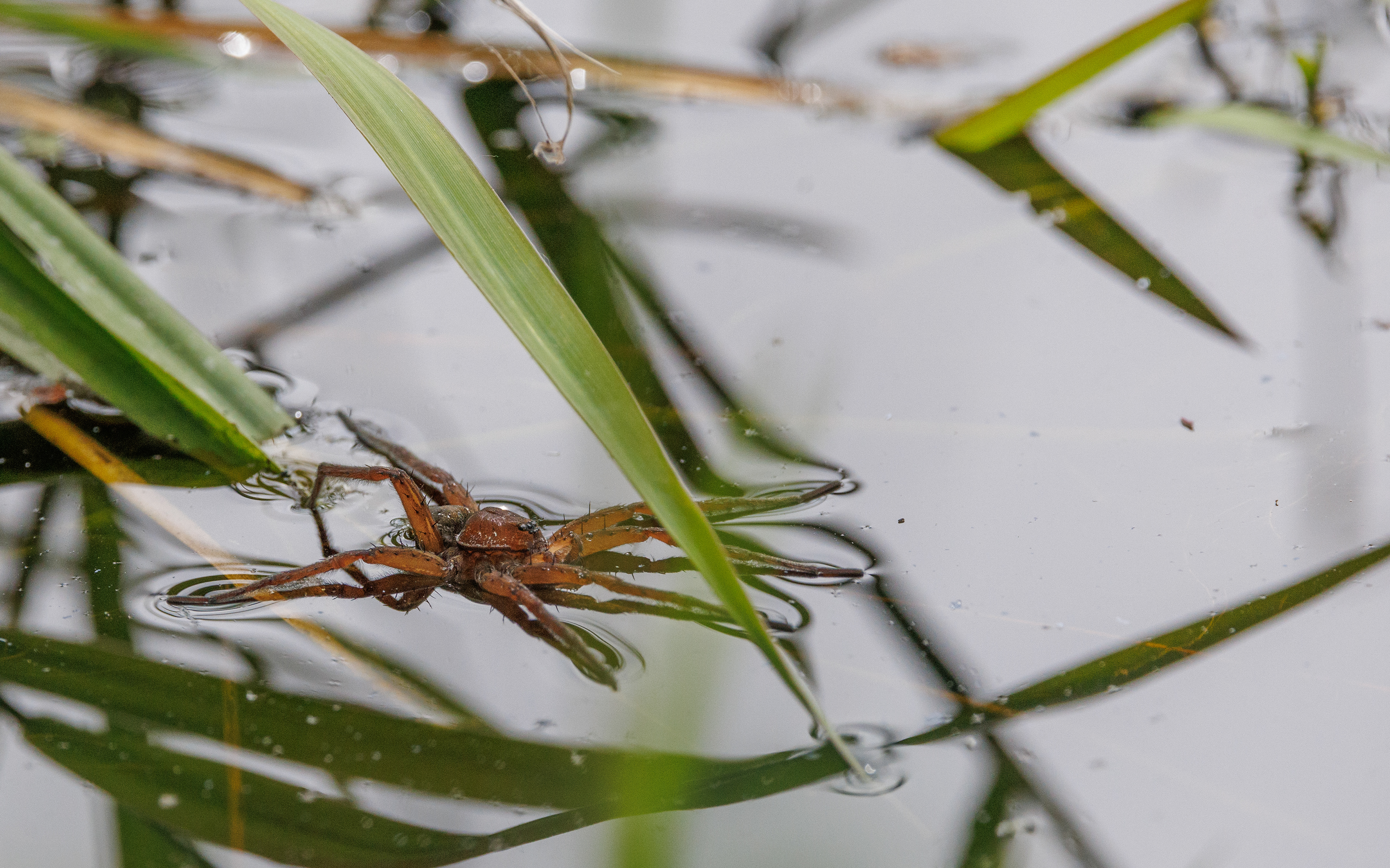 Dolomedes sp. Kaffepletten/Portlandsmosen. Lille Vildmose