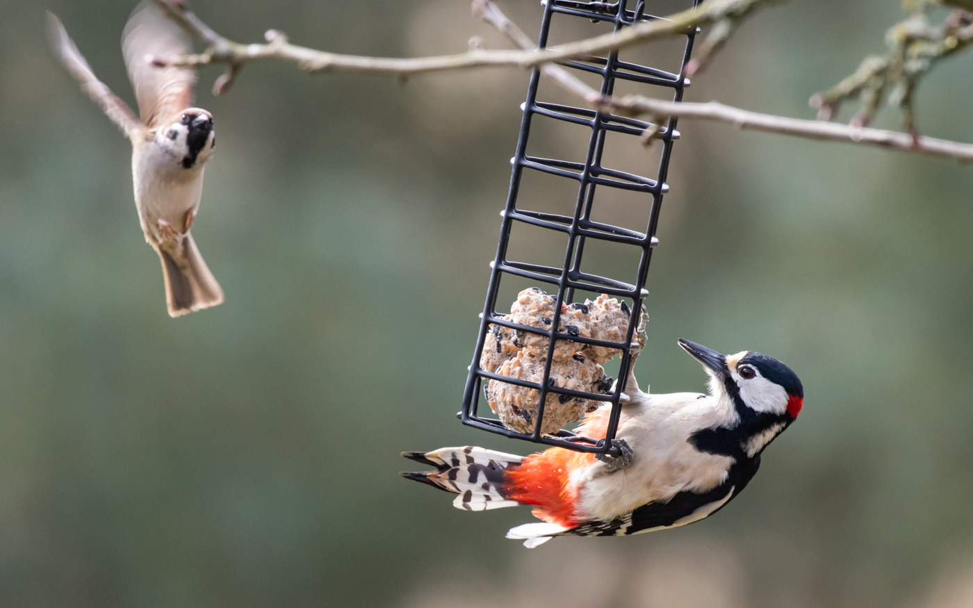 Stor flagspætte og skovspurv