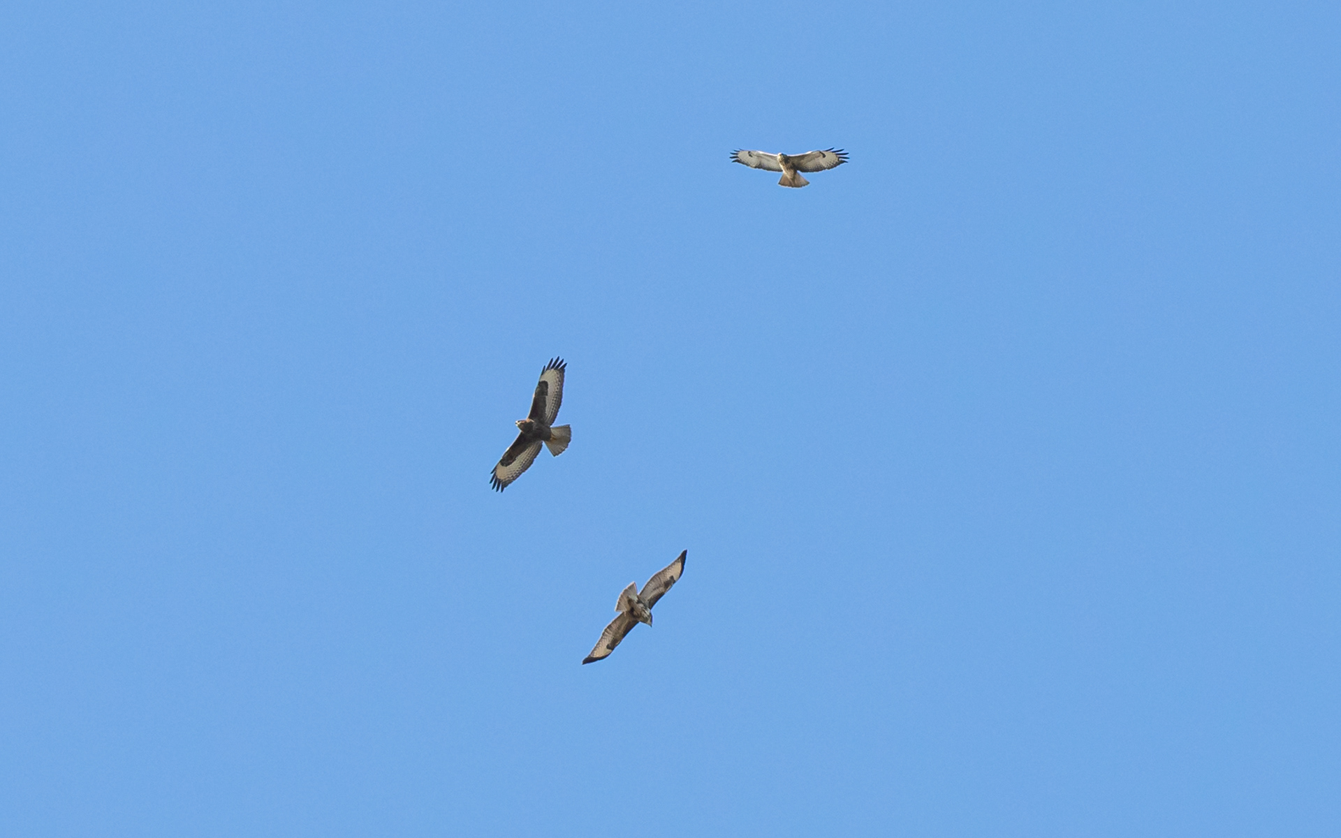 Musvåger i termikken over Ljungen